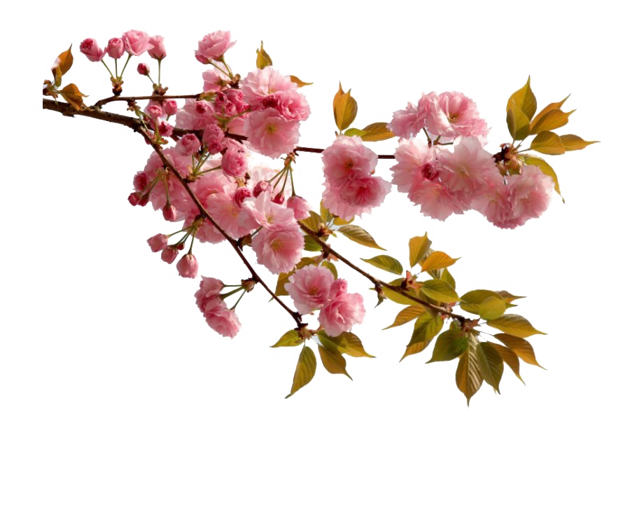 Pflanze